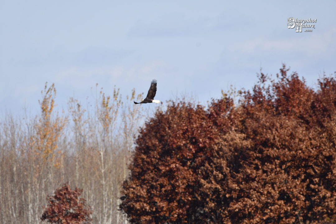 Bald Eagle