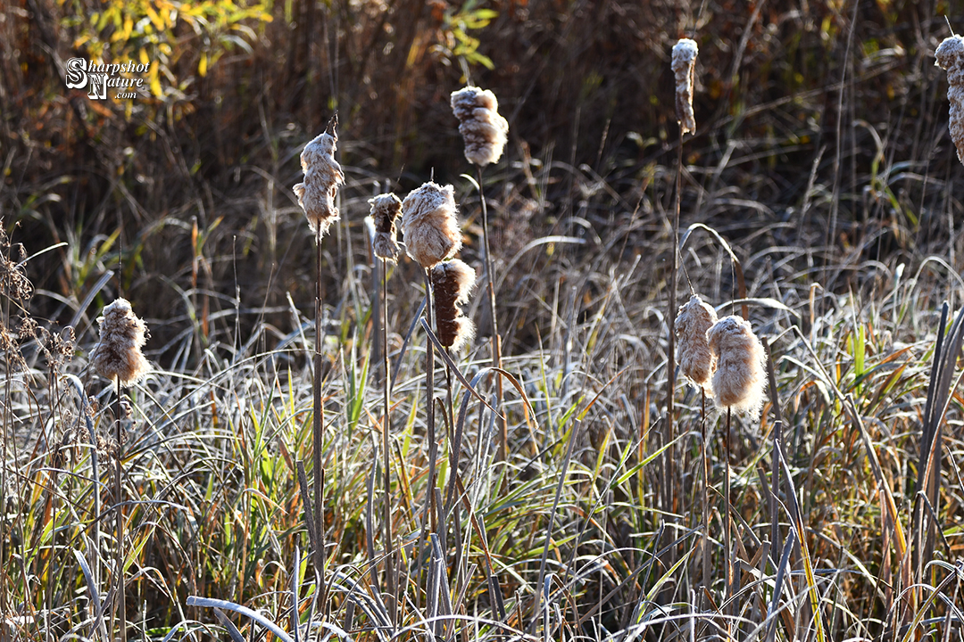 Cattail