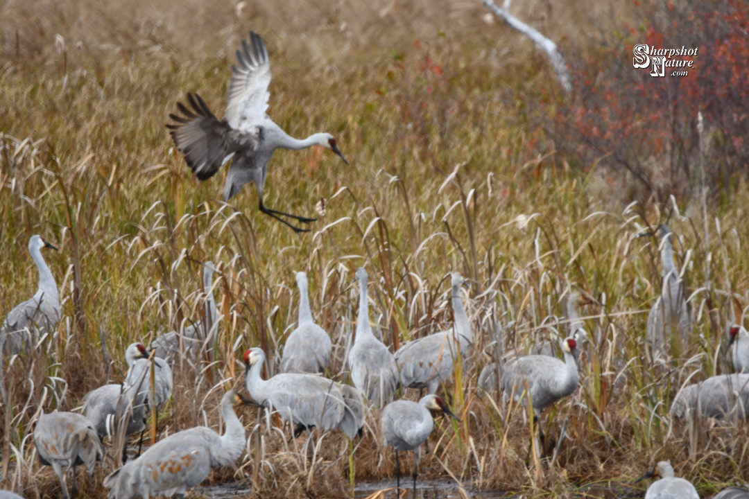 Sandhill Crane