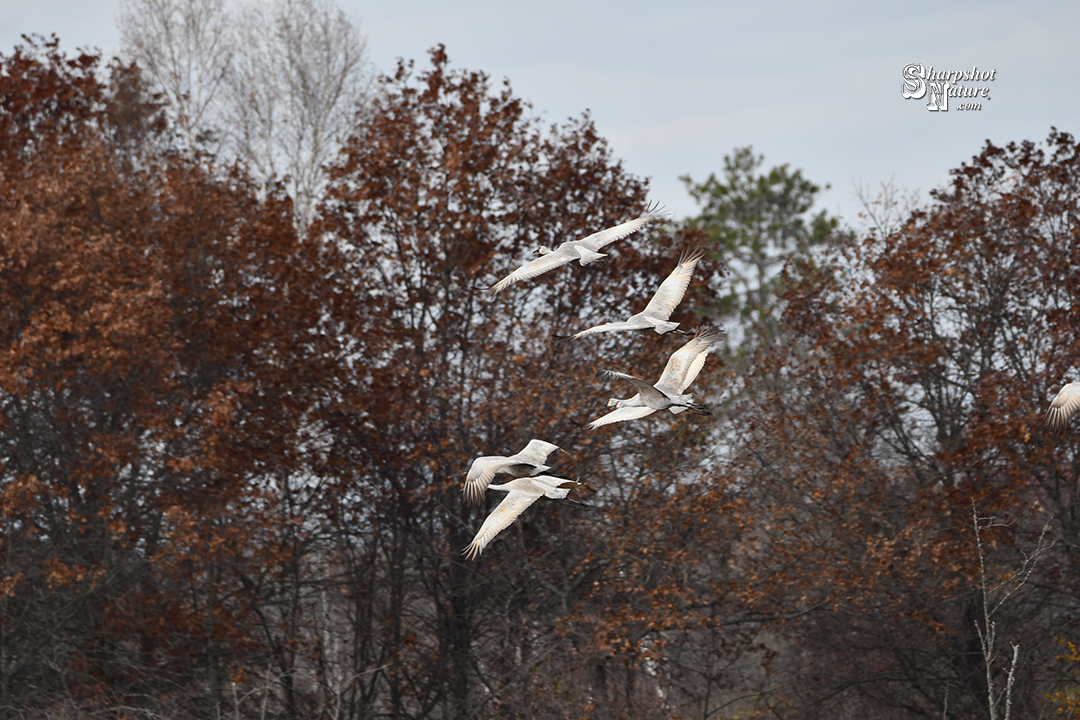 Sandhill Crane