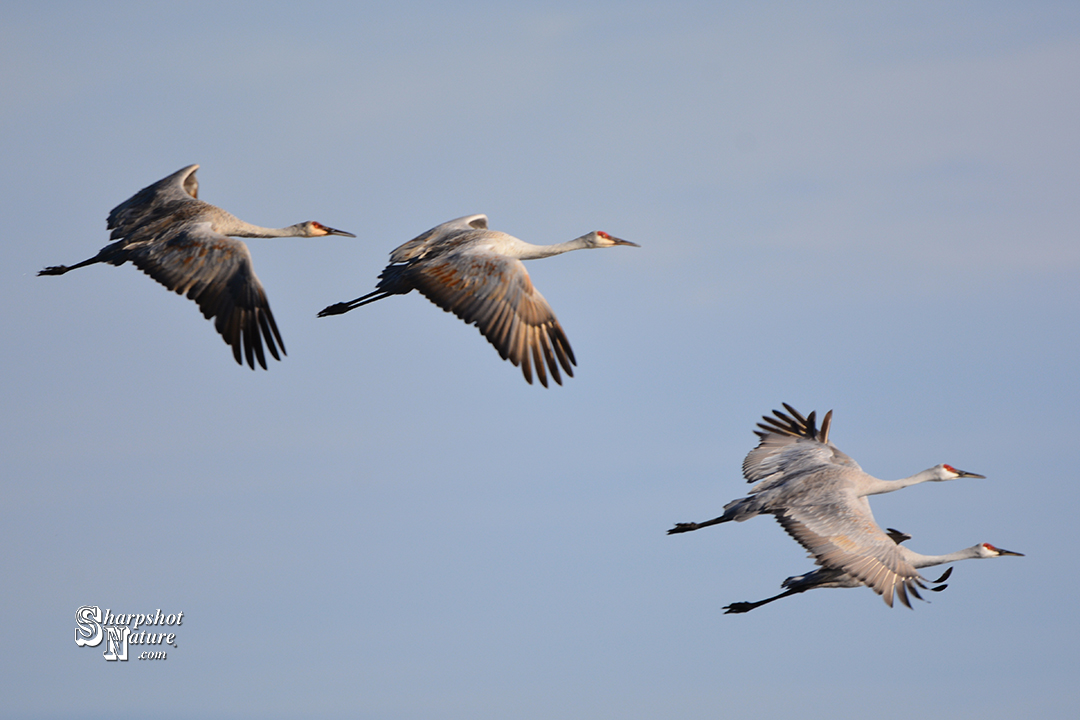 Sandhill Crane