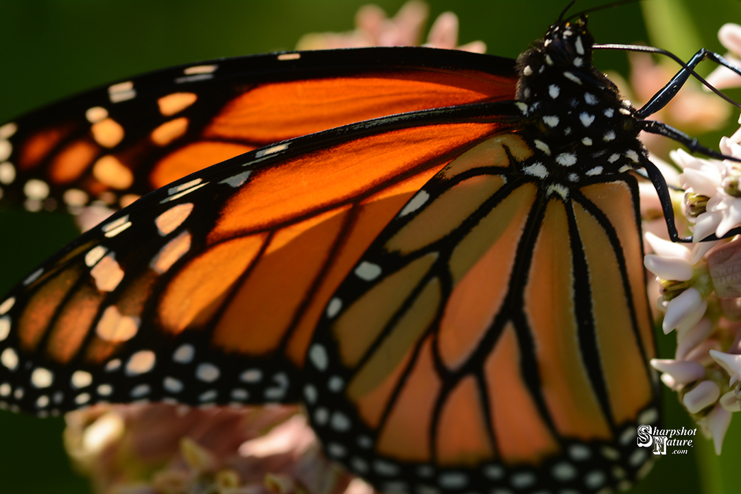 Monarch