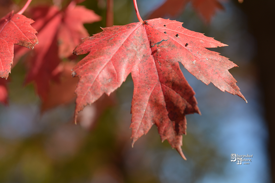 Maple Leaf