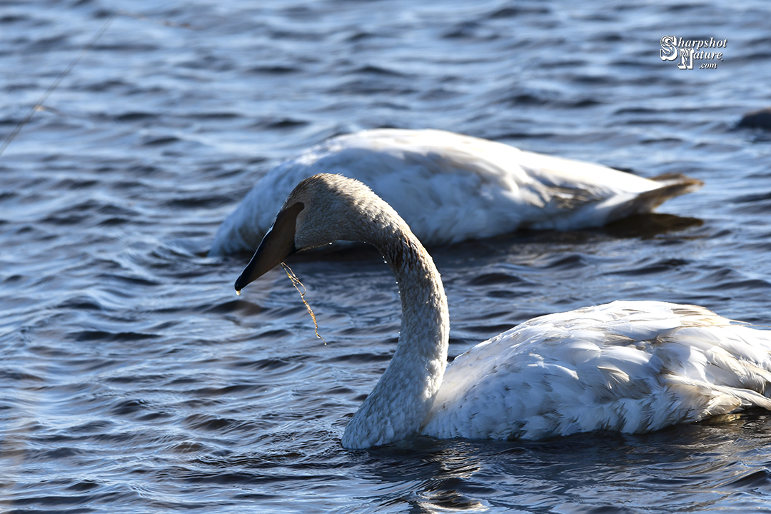 Trumpeter Swan