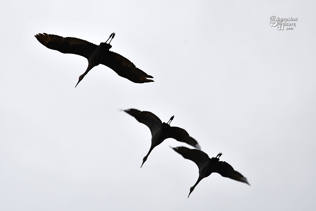 Sandhill Crane