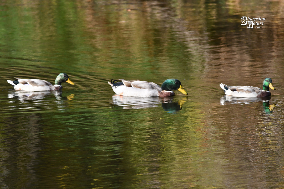 Mallard