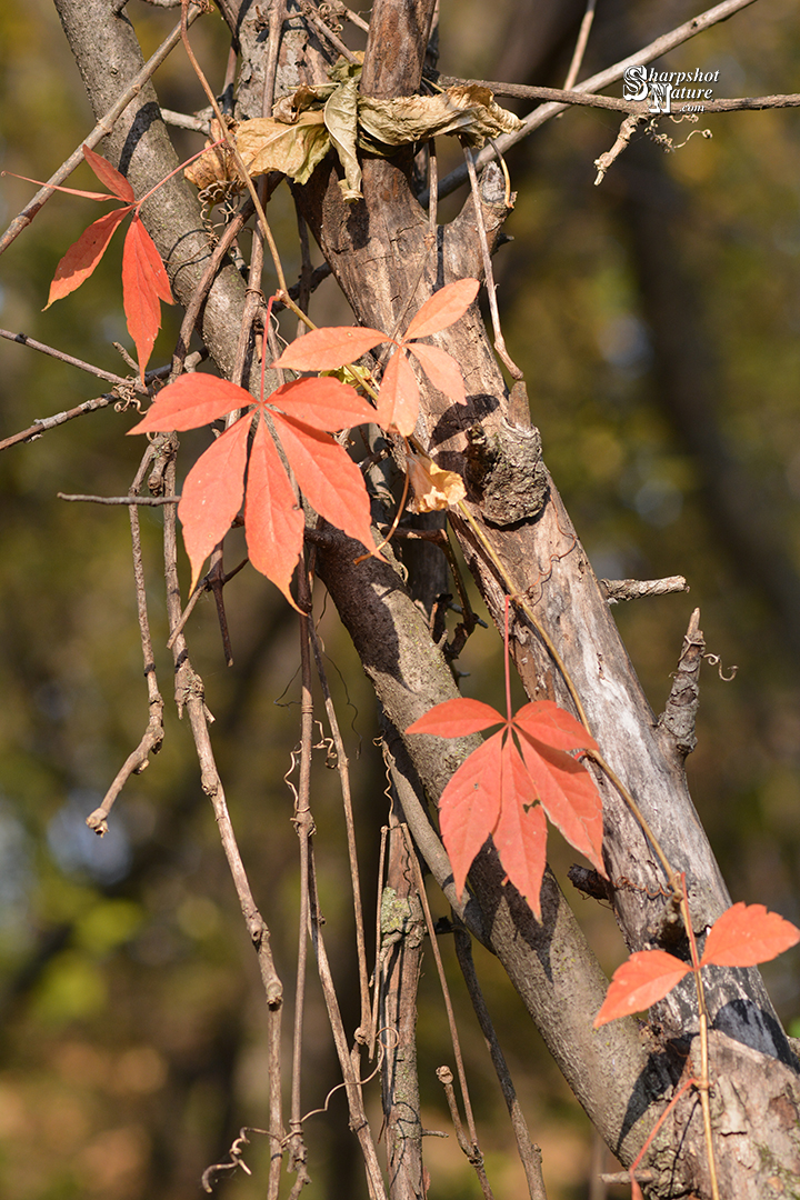 Virginia Creeper