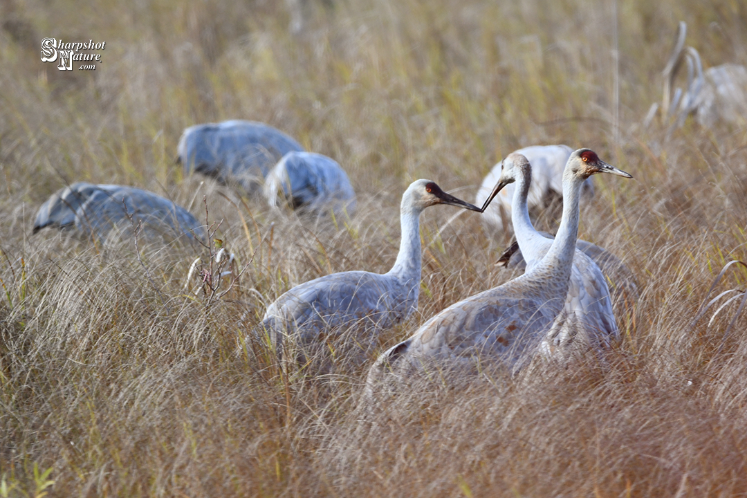 Sandhill Crane