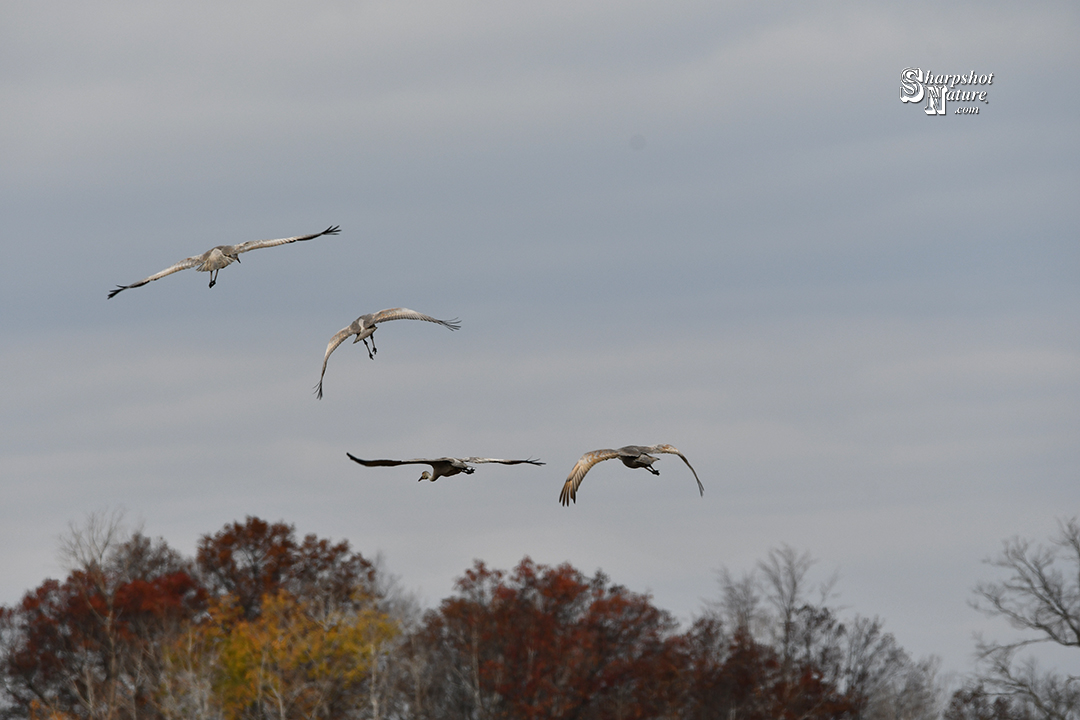 Sandhill Crane