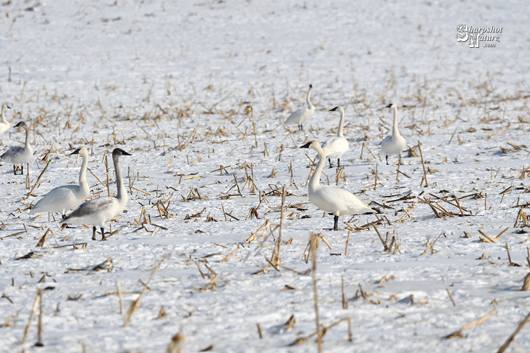 Trumpeter Swan