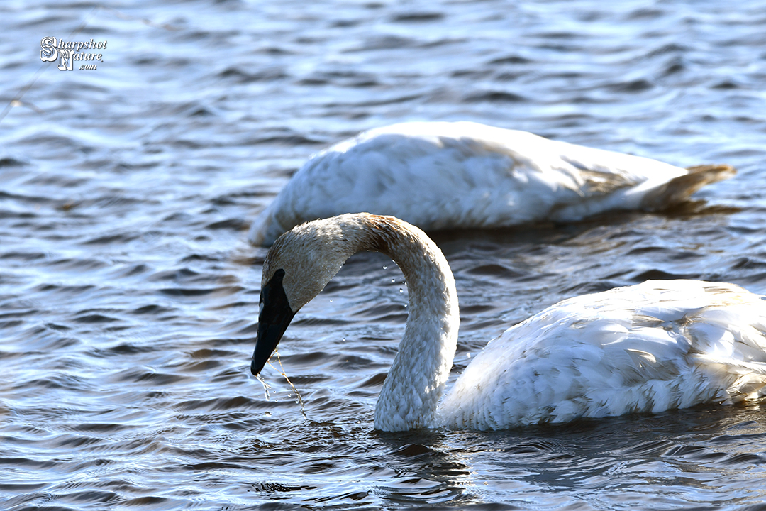 Trumpeter Swan