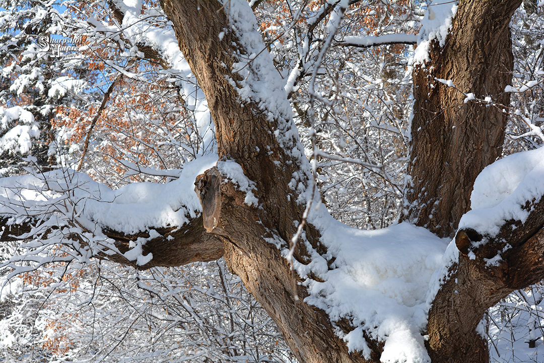 Boxelder Tree