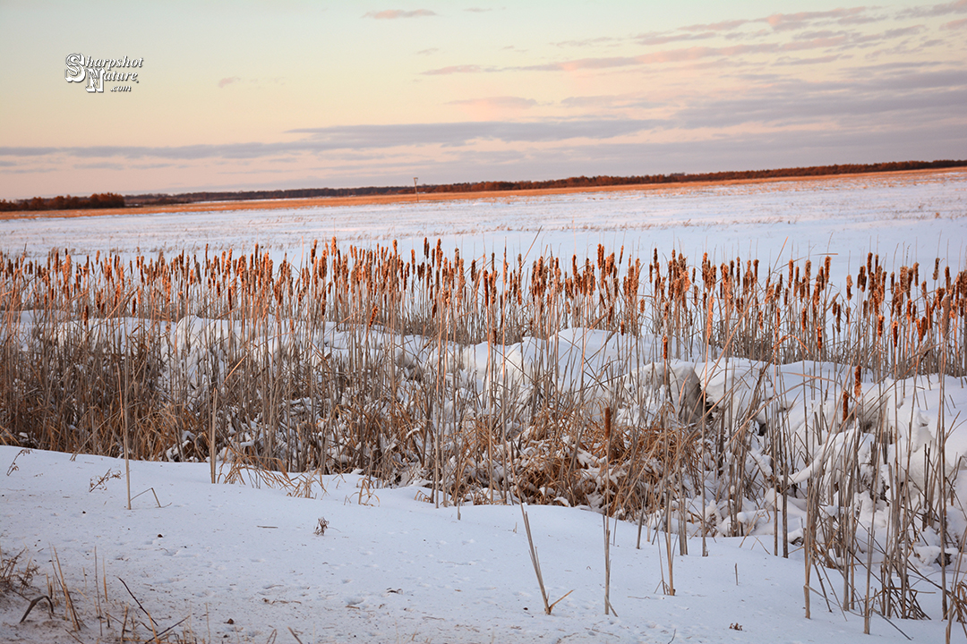 Cattail