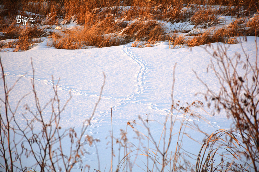 Tracks