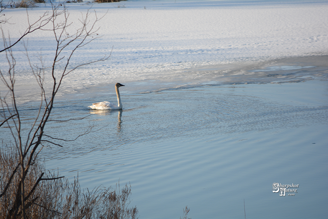 Trumpeter Swan