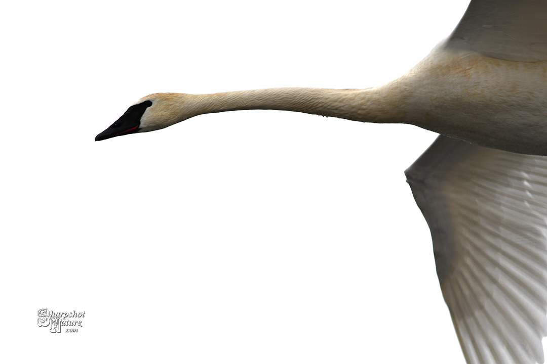 Trumpeter Swan