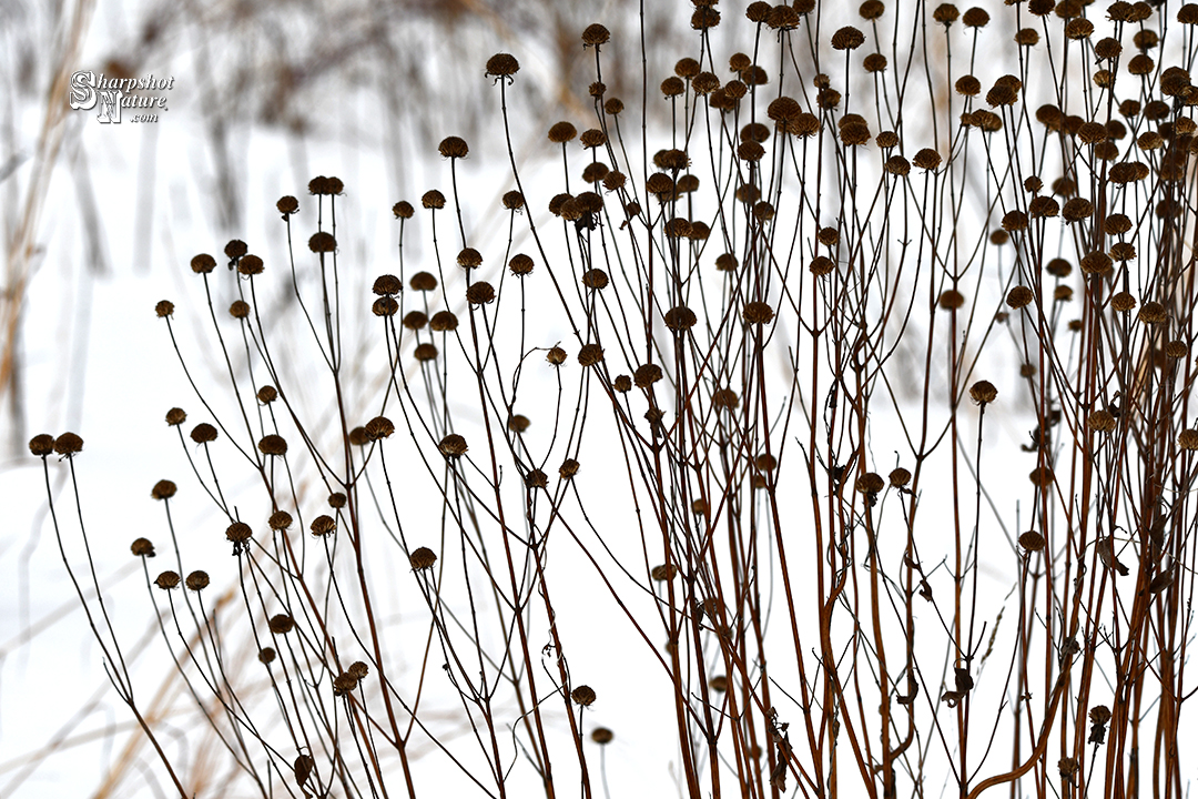 Purple Prairie Clover