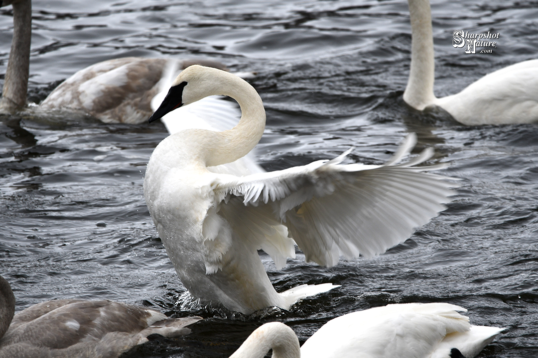 Trumpeter Swan