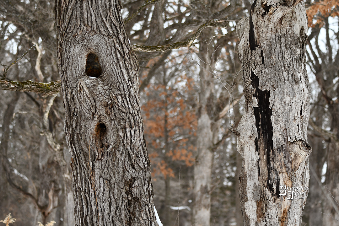 Oak Tree