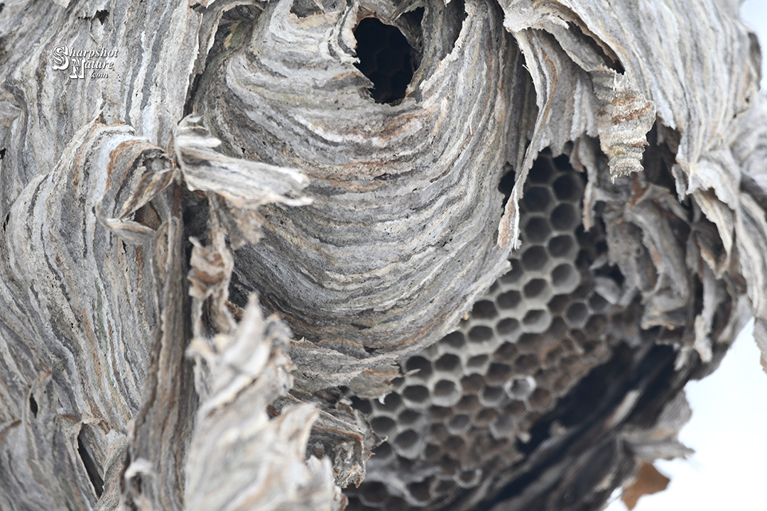 Bee Nest