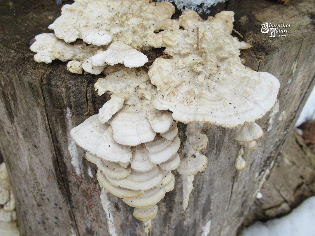 Fungus