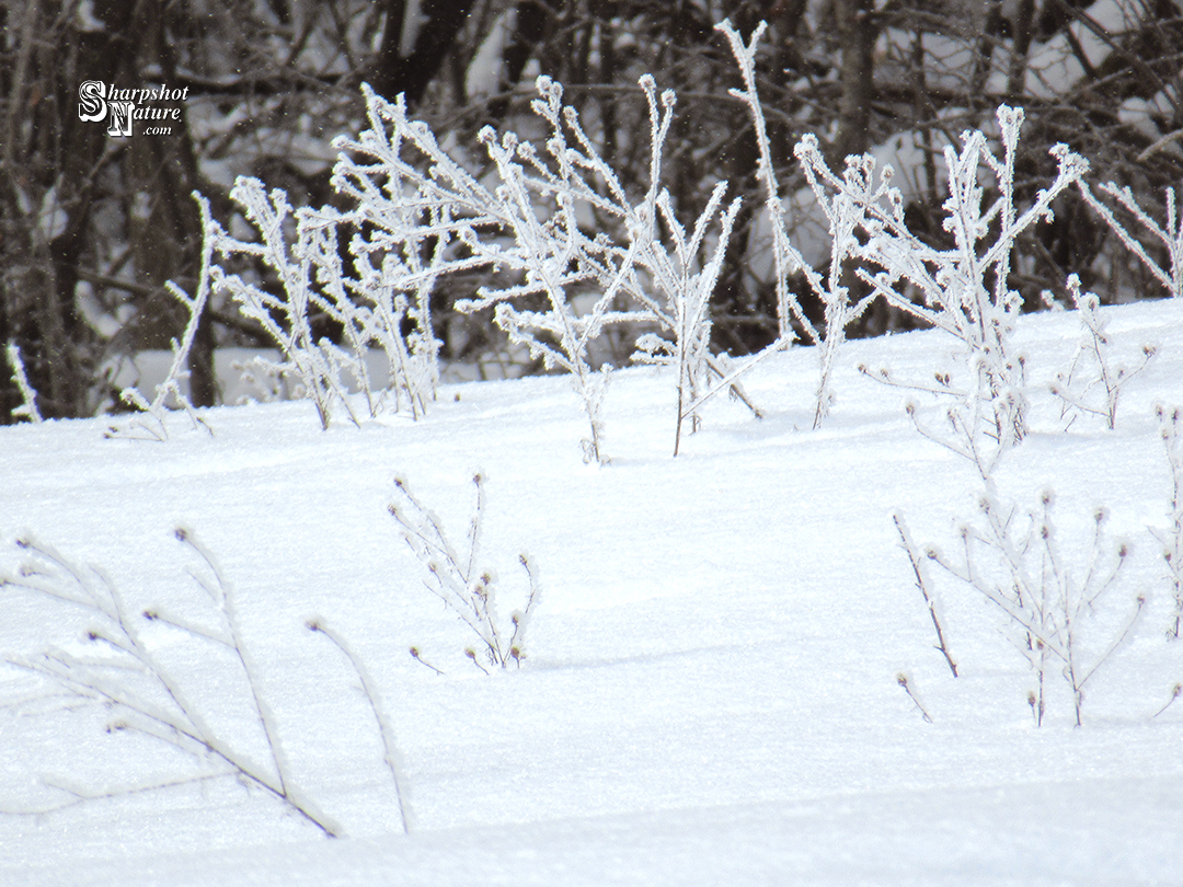 Hoarfrost