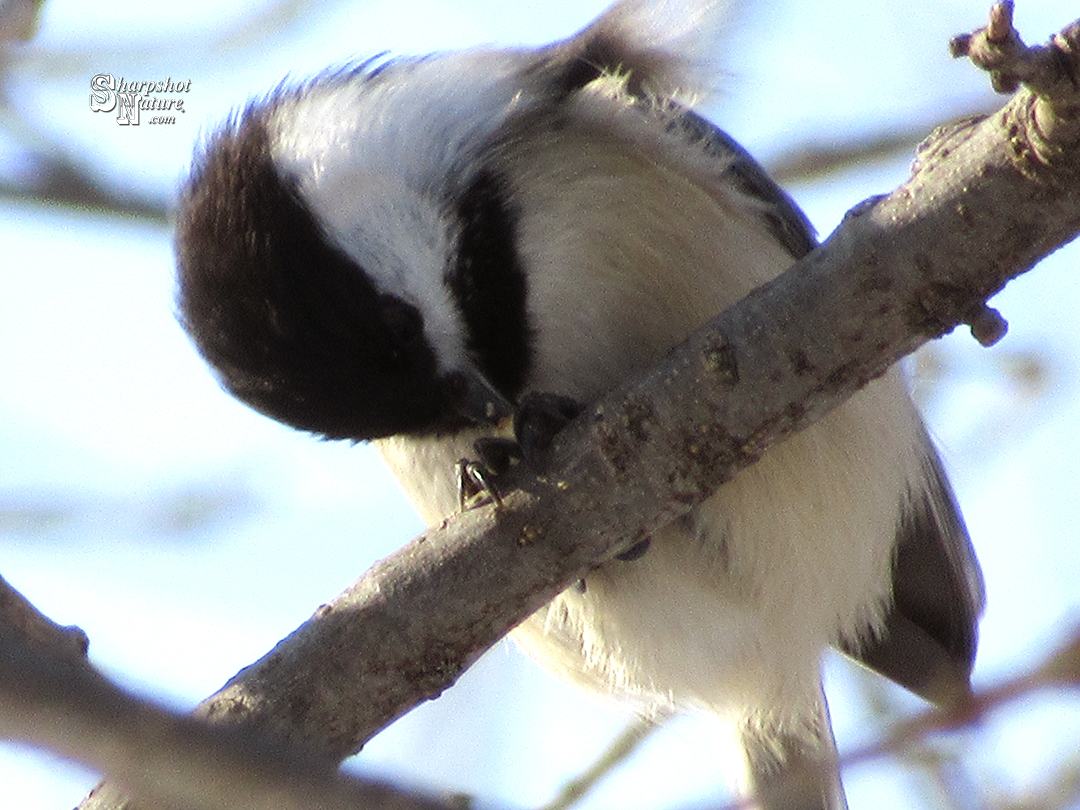 Chickadee