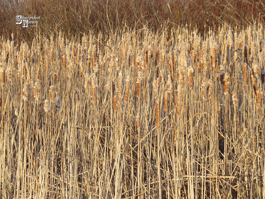 Cattail