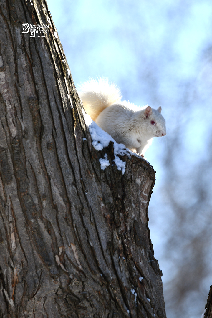 Albino Squirrel