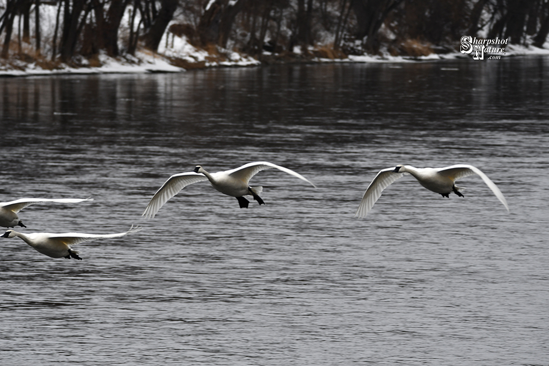 Trumpeter Swan