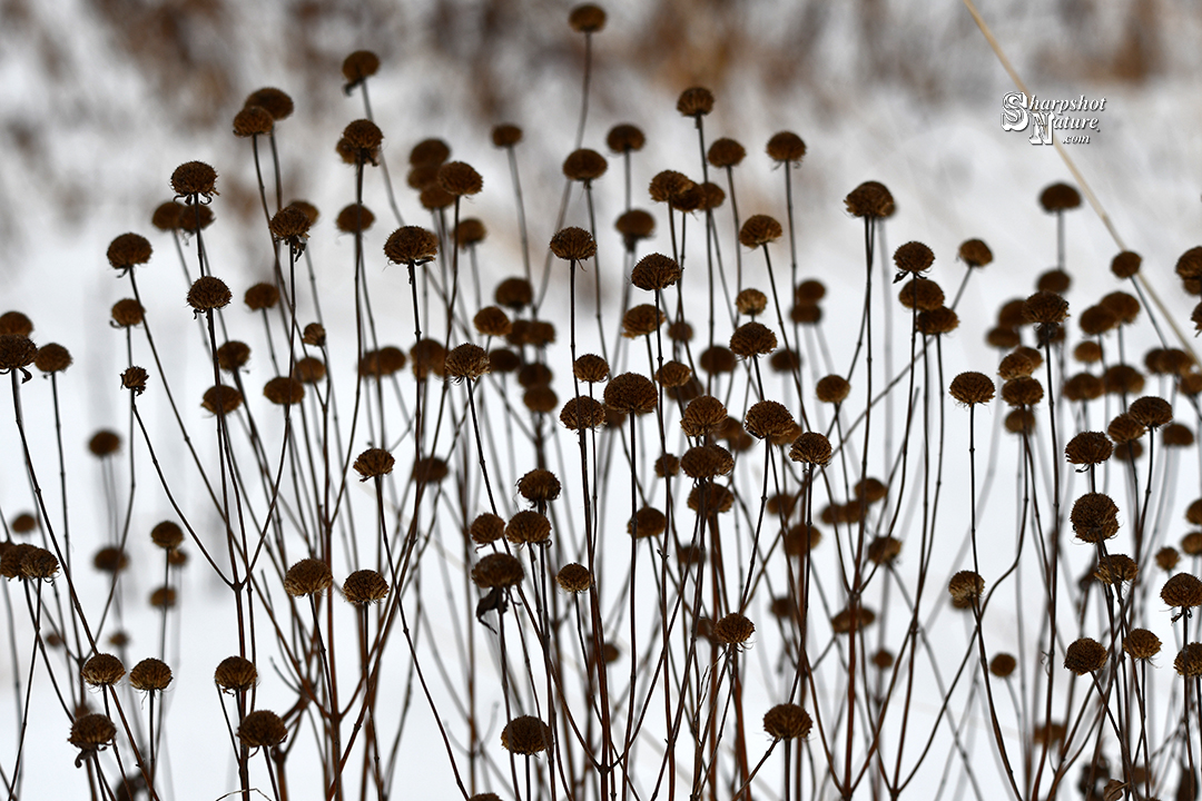 Purple Prairie Clover