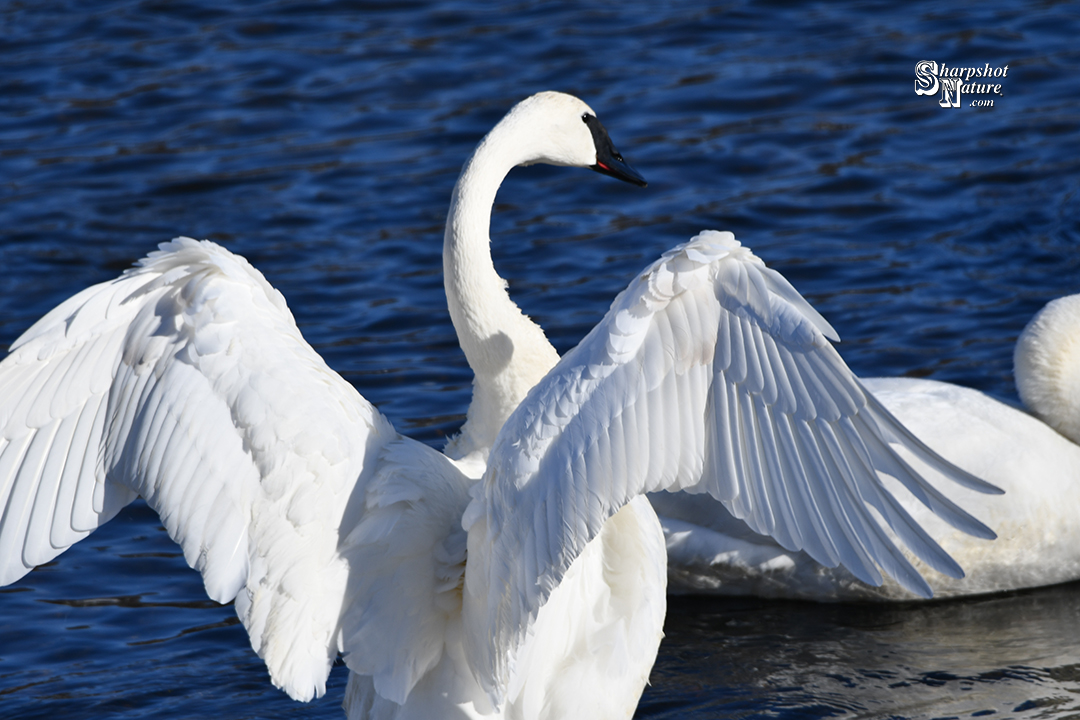 Trumpeter Swan