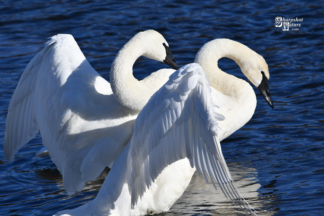 Trumpeter Swan