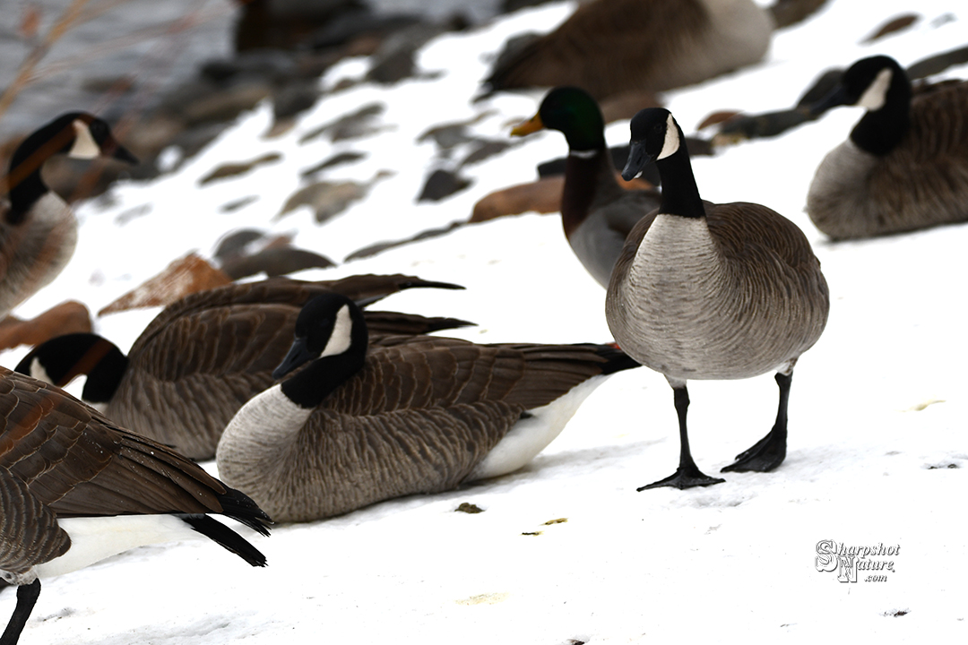 Canada Goose