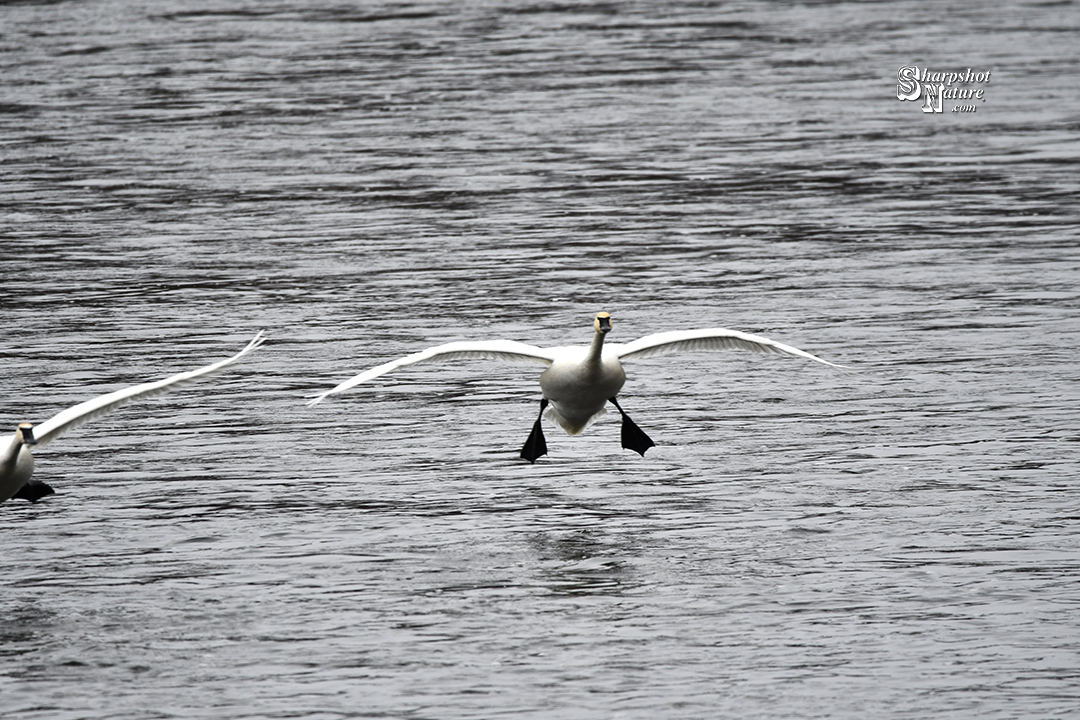 Trumpeter Swan