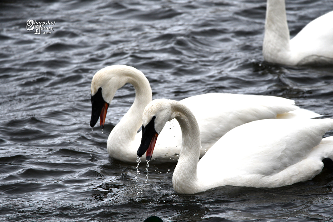 Trumpeter Swan