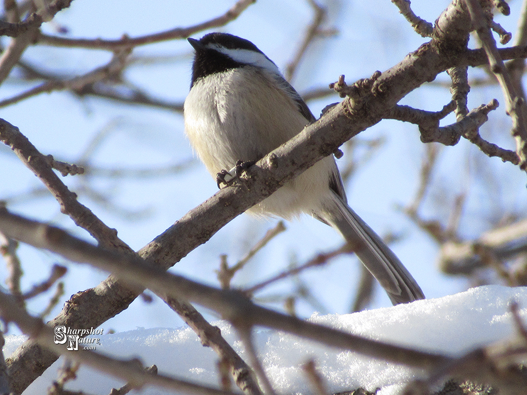 Chickadee