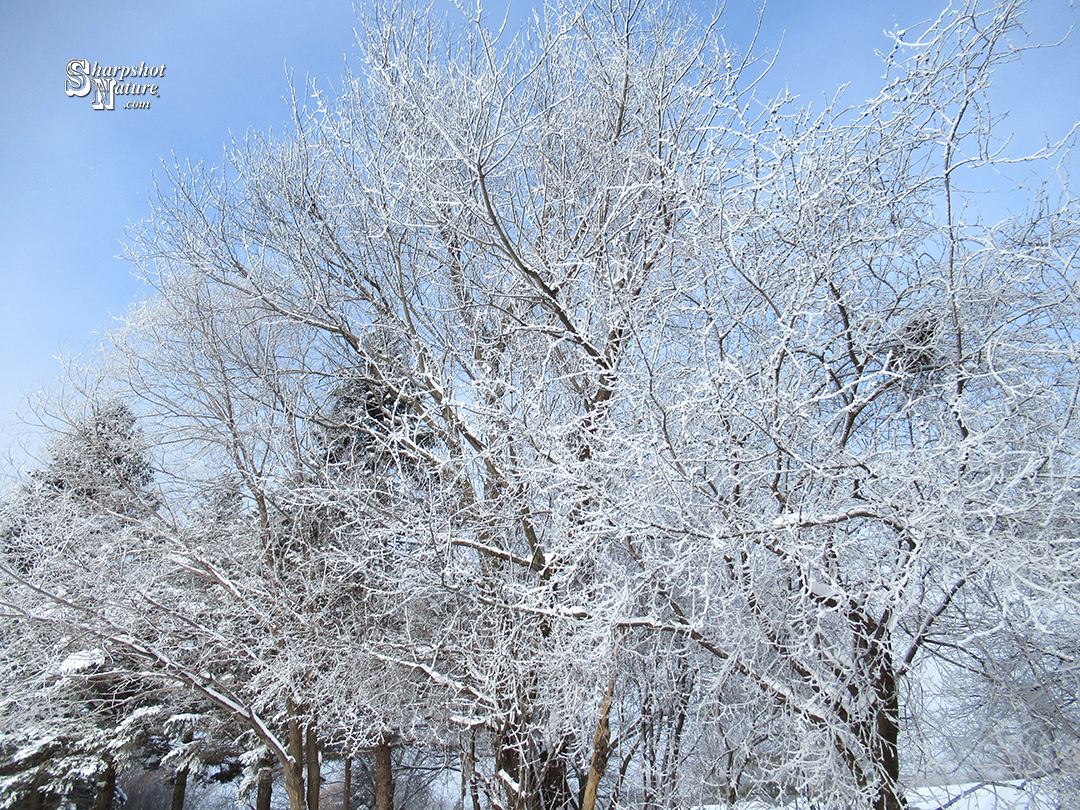 Hoarfrost