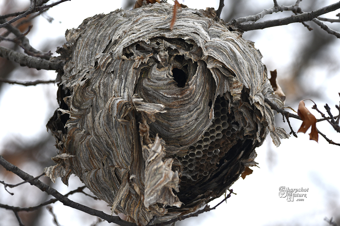 Bee Nest