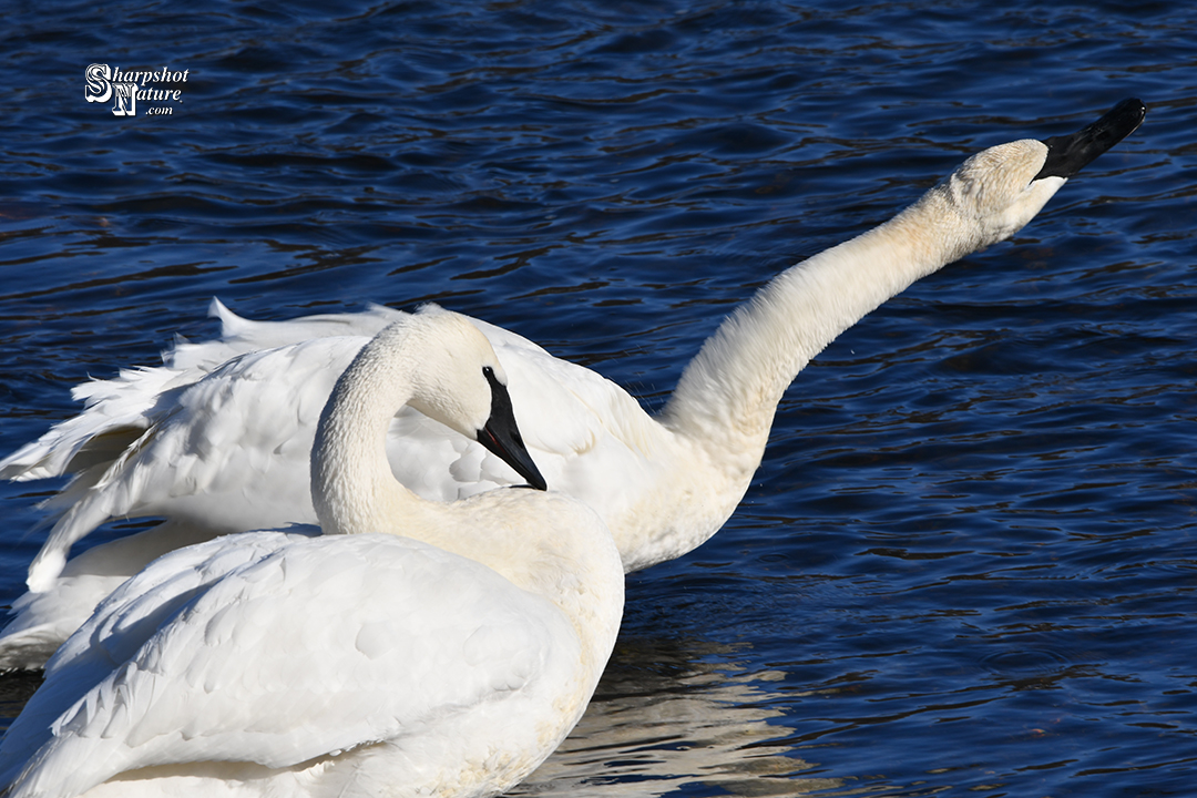 Trumpeter Swan