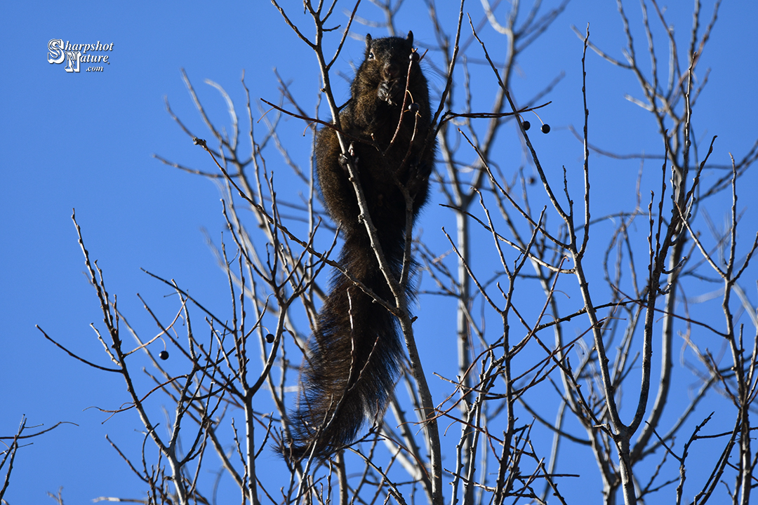 Black Squirrel