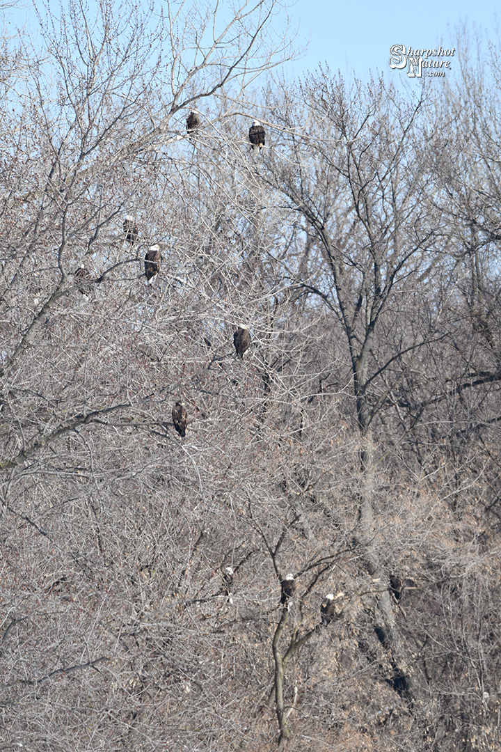 Bald Eagle