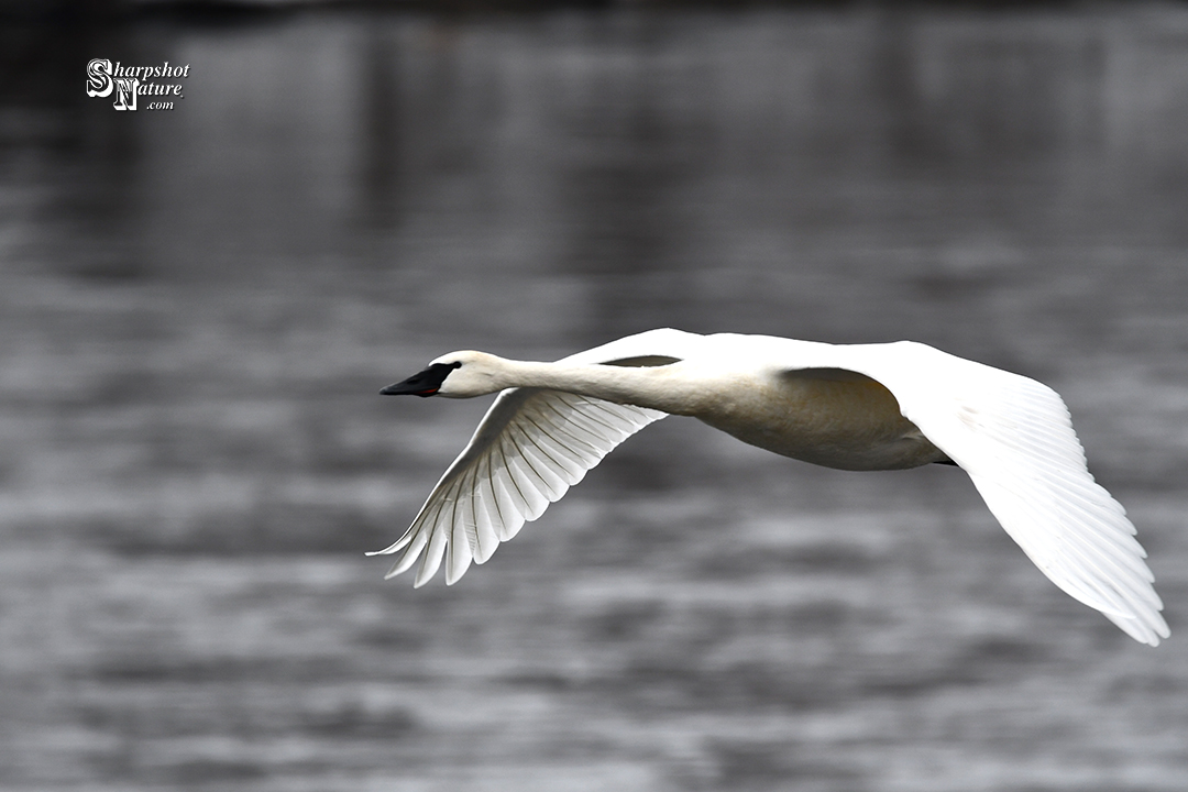 Trumpeter Swan