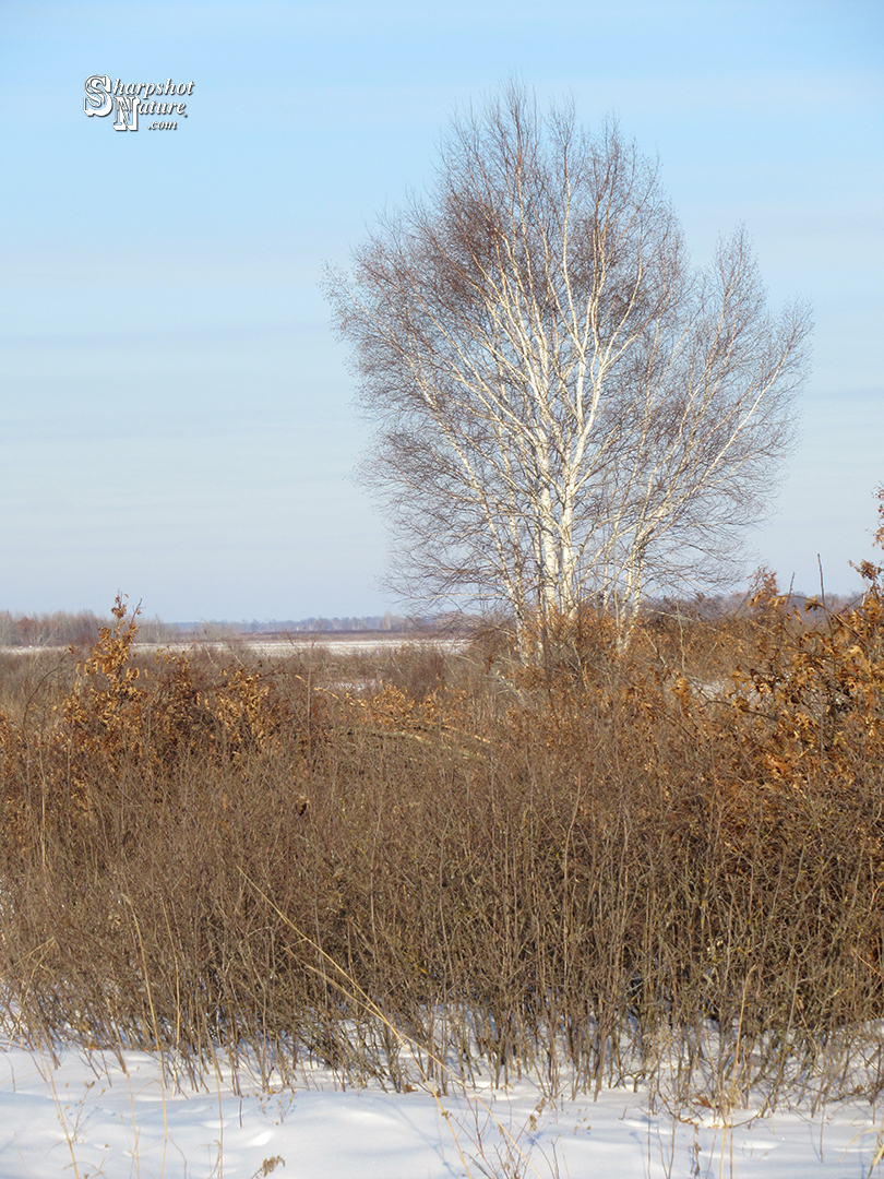 Birch Tree