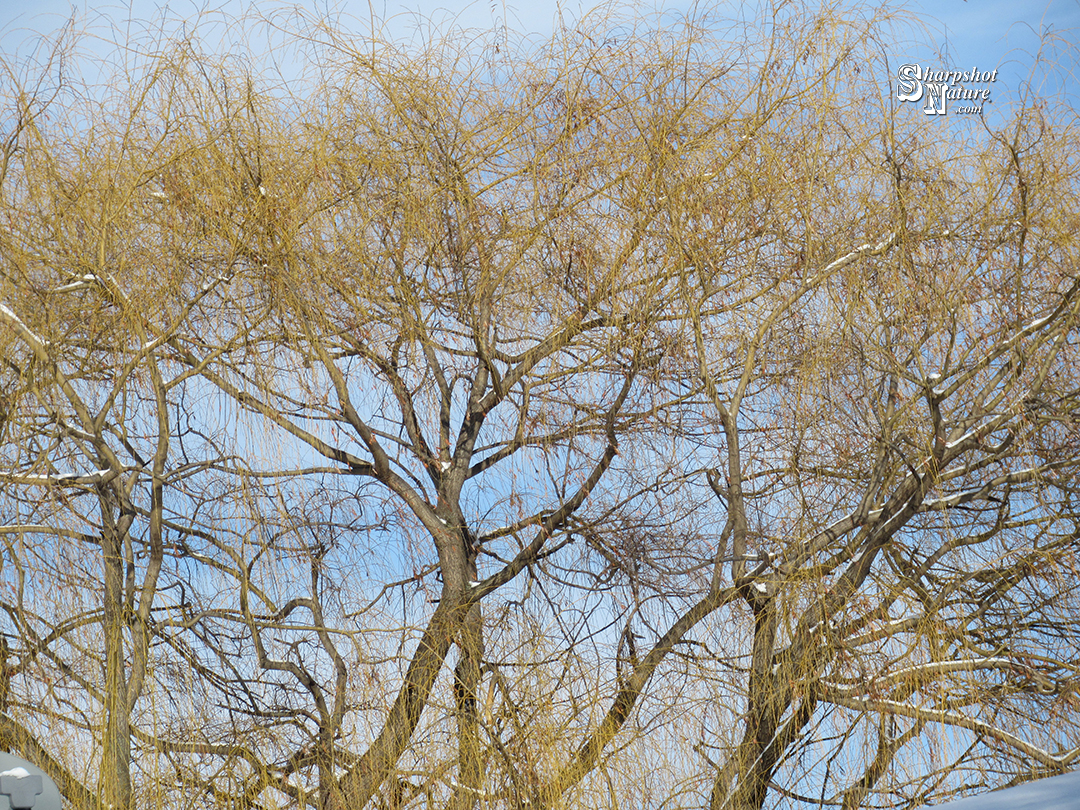 Weeping Willow