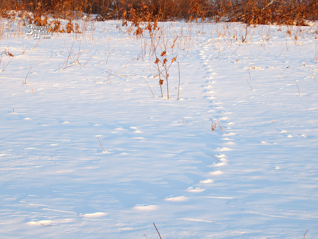 Red Fox Tracks