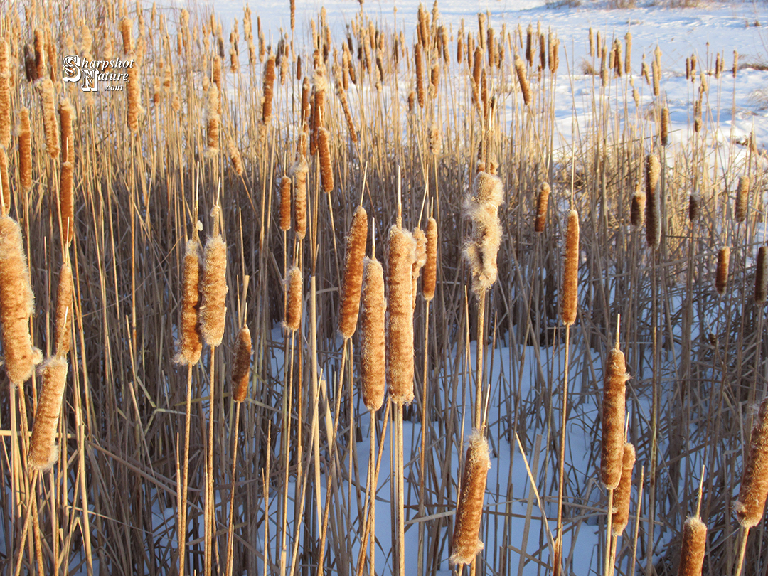 Cattail