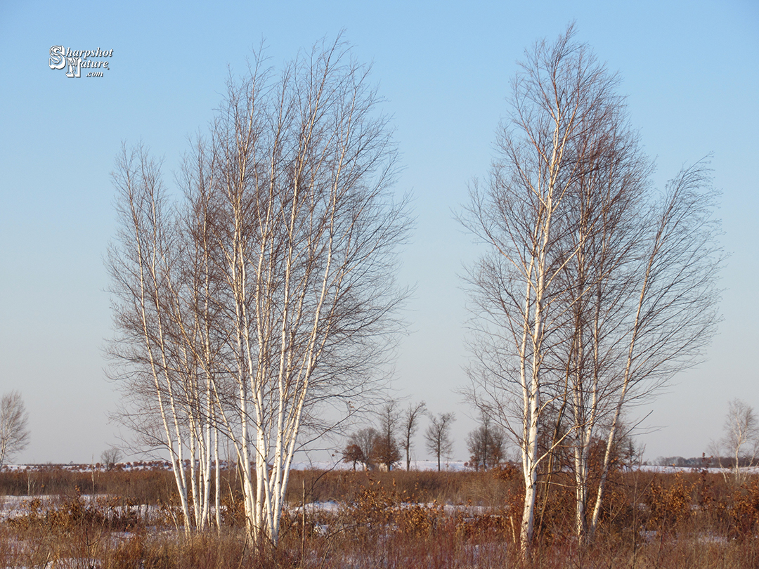 Birch Tree