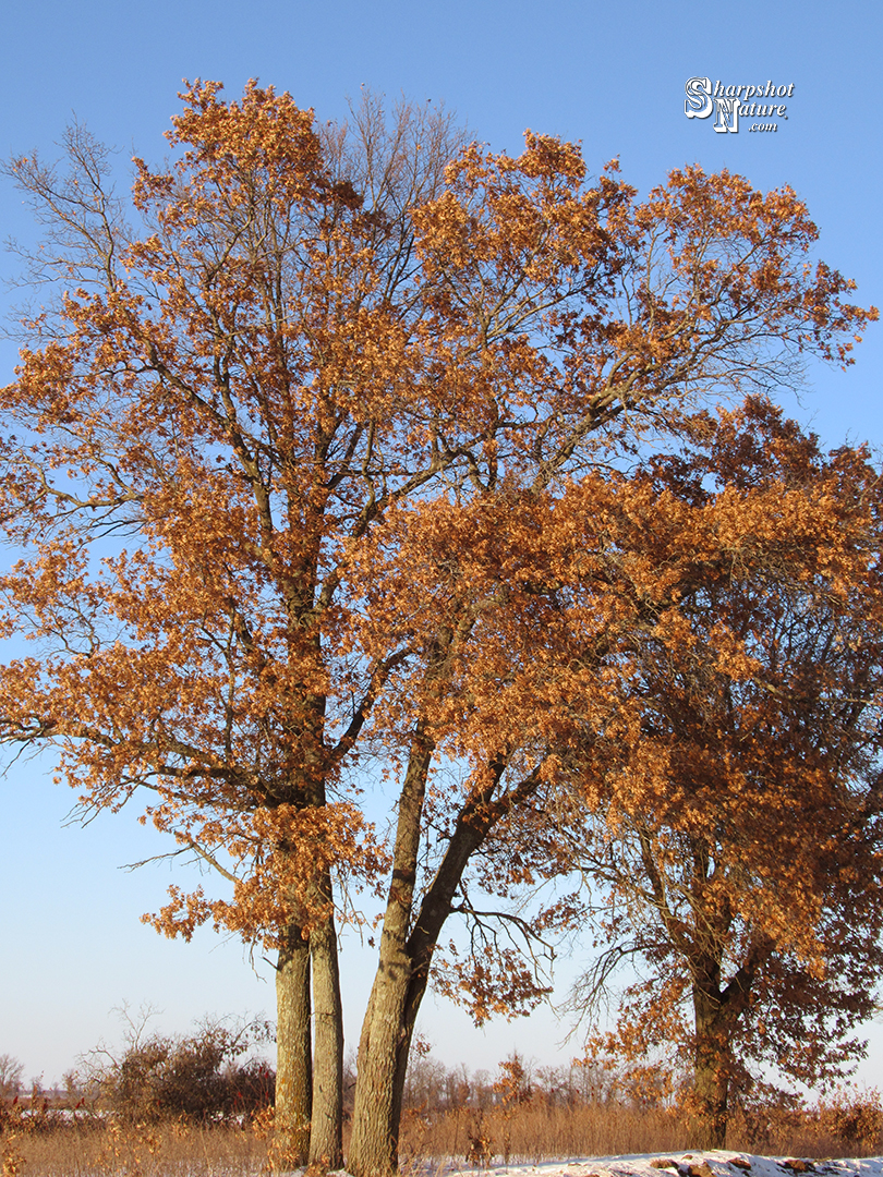 Oak Tree