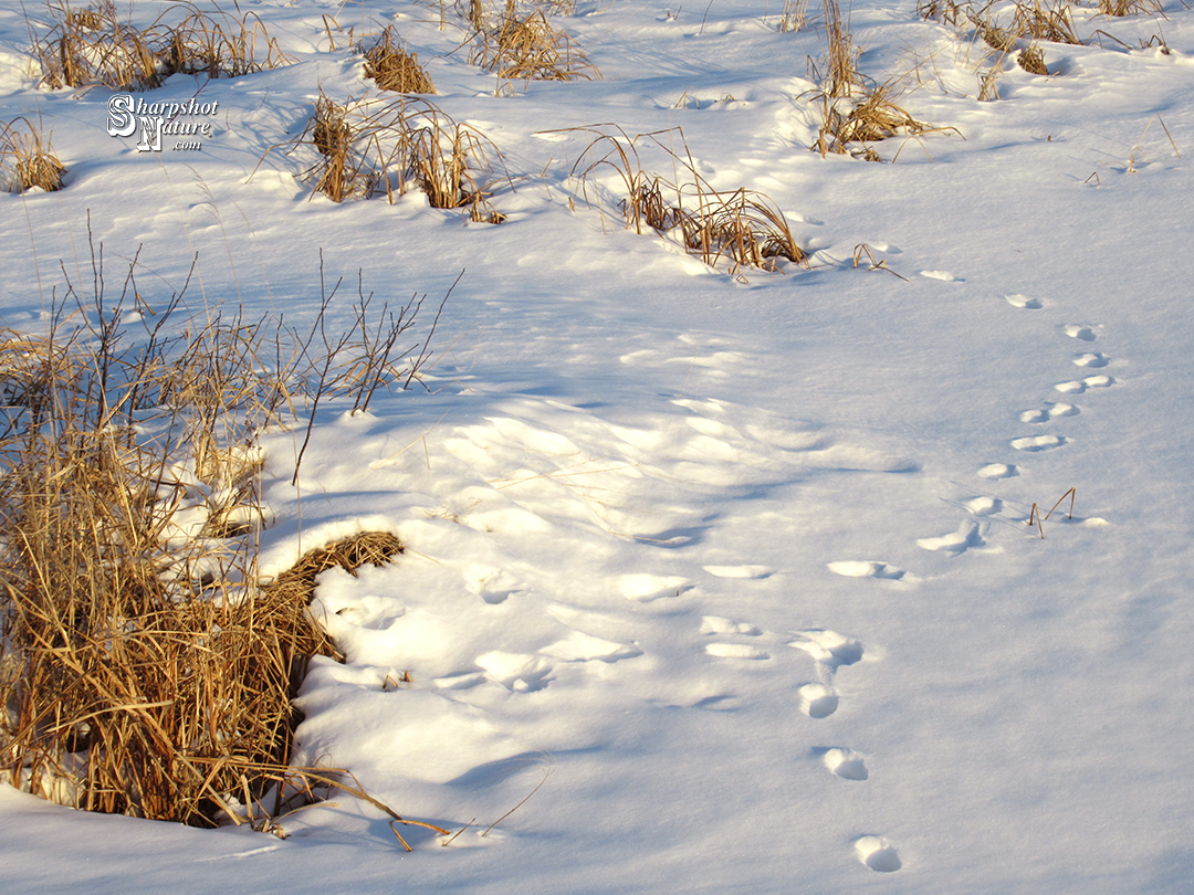 Tracks